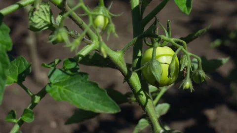 Young Green Tomato Fruit Growing on a Branch in a Sunny Organic Garden Stock Footage 337429118