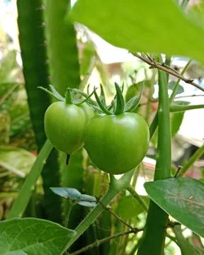 Young Green Tomatoes Developing in a Garden Stock Photos