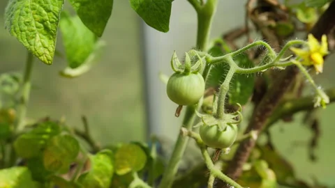 Young green tomatoes developing on tomato plants in greenhouse 動画素材 328540971
