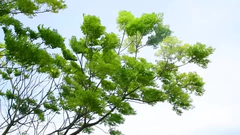 Young Green Tree Branches Swaying Vigorously in Strong Spring Wind Stock Footage 341911099