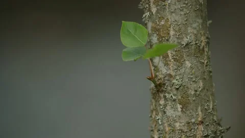 Young green tree leaf on a tree trank, deep focus Stock Footage 236704628