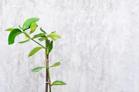 Young green tree Stock Photos