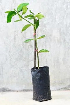 Young green tree Stock Photos