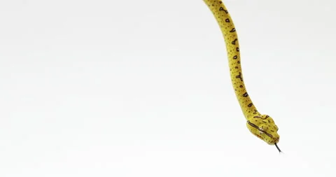 Young green tree python hanging down - isolated on white background with Stock Footage 150644417