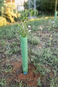Young green tree sapling growing inside a plastic guard tube in a reforesta.. Stock-Fotos