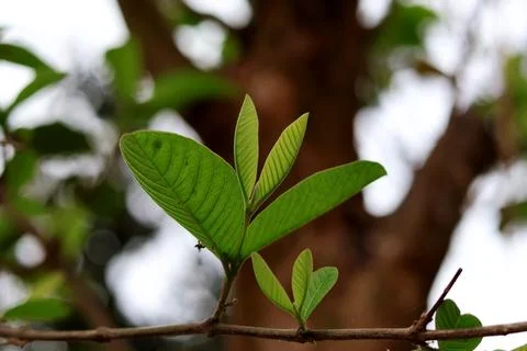 A Young Green Tree Sapling Reaching Toward the Sunlight on a Verdant Forest.. Stock Photos