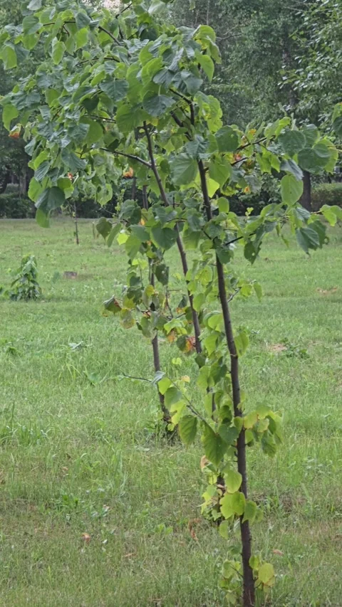 Young green tree summer meadow Stock Footage 338166649