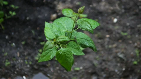 A young green tree washes with rain. Raindrops fall on the leaves. Stock Footage 154904647
