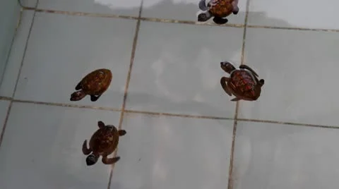 Young green turtle in nursery, age 1-6 months 库存影片 10732002