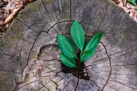 Young green twig sprouting from a weathered tree stump Stock Photos