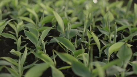 Young green vegetable plants inside a Nursery Video stock 288847632