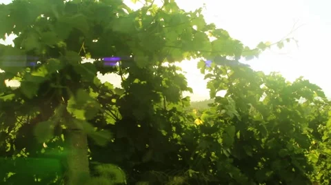Young green vineyard against the bright, summer sky Stock Footage 40685481