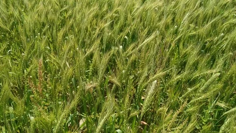 Young green wheat blowing in the wind. corn Stock Footage 126832346