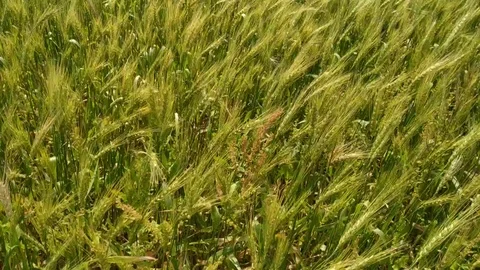 Young green wheat blowing in the wind. Field Stock Footage 126832469