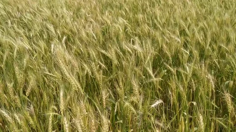 Young green wheat blowing in the wind. Nepal Stock Footage 126833353