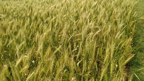 Young green wheat blowing in the wind. crop Stock Footage 126835210