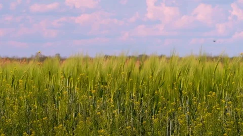 Young green wheat blowing wind at spring Stock Footage 129735764
