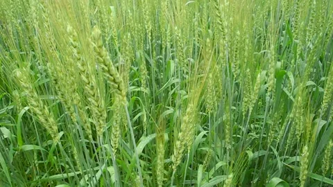 Young Green Wheat Crops Growing in Ukrain Stock Footage 201955468