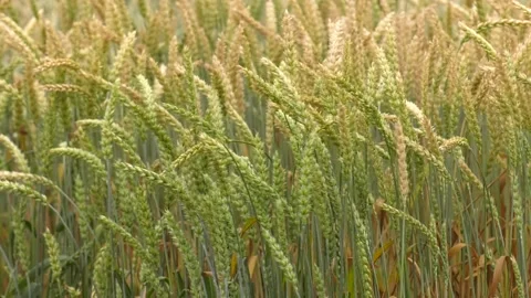 Young green wheat ears close-up in the field. Stock-Footage 229159901