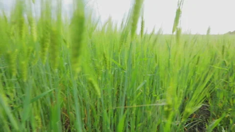 Young green wheat field. The camera goes through spikelets of young wheat Stock Footage 166706283