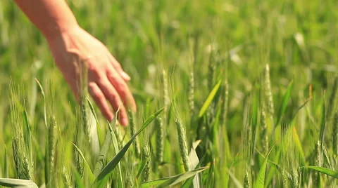 Young green wheat field Stock Footage 52686901