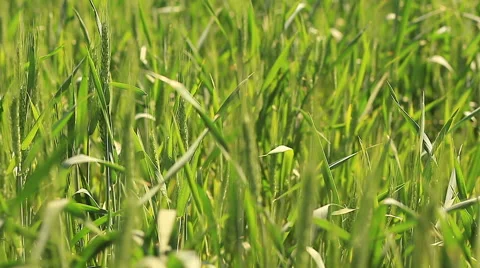 Young green wheat field Stock Footage 52686938