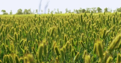 Young green wheat on a field Stock Footage 76941936