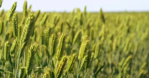 Young green wheat on a field Stock Footage 76942060