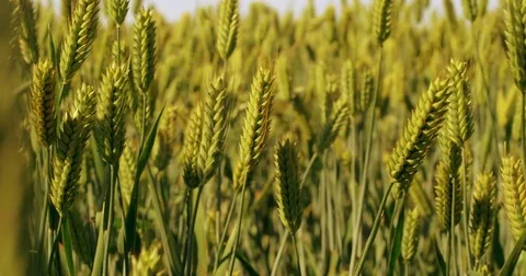 Young green wheat on a field Stock Footage 76942586