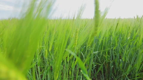 Young green wheat in the field. Spikelets of young green wheat close up. Wheat Stock Footage 170526484