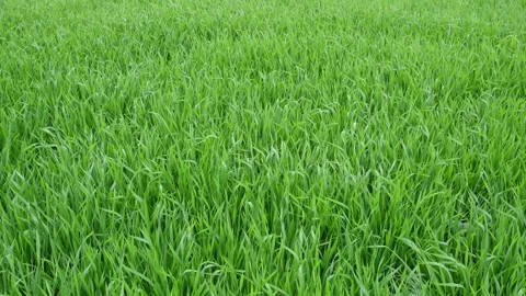 Young green wheat fields Vídeo Stock 332566856