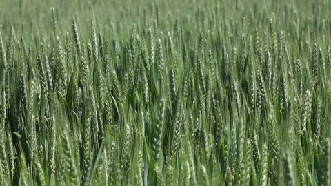 Young green wheat Stock-Footage 166891980