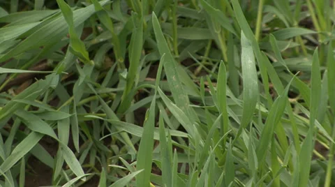 Young green wheat in spring close-up Vídeo Stock 36987218