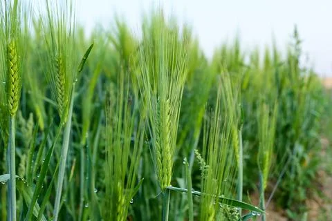 Young green wheat in spring summer field Stock Photos