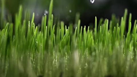 Young green wheat sprouts in a field after germination, with slow-motion ra.. Stock Footage 297907233