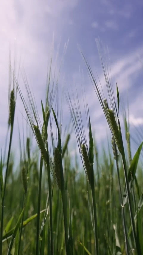 Young green wheat sways in the wind against a blue sky Vídeos de archivo 332350725