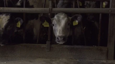 Young Grey Calf Look at Camera Stock Footage 74271613