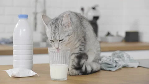 Young grey cat finished drinking milk out of a glass Stock Footage 170766800