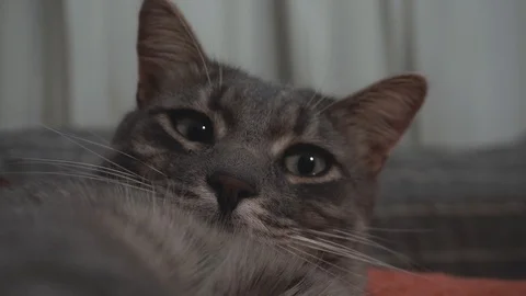 Young grey cat looks into the camera Stock Footage 122579614