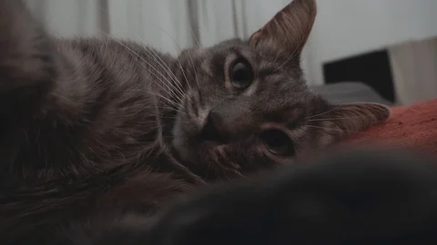 Young grey cat plays with the camera Stock Footage 122579610