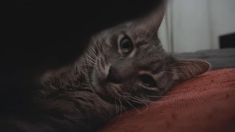Young grey cat plays with the camera Stock Footage 122579626