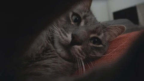 Young grey cat plays with the camera Video stock 122579649