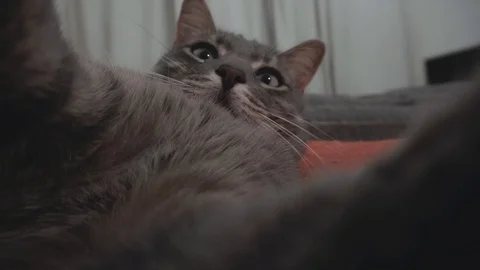 Young grey cat plays with the camera Stock Footage 122579717