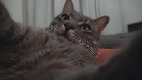 Young grey cat plays with the camera Video stock 122579752