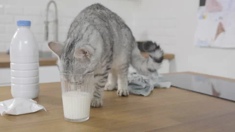 Young grey cat sticking his head in a glass to reach milk 2 Stock-Footage 170768094