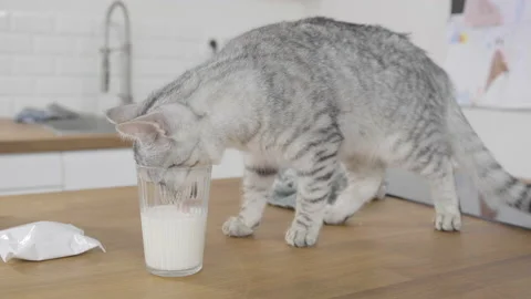 Young grey cat sticking his head in a glass to reach milk Stock Footage 170769170