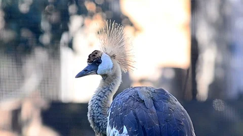 Young Grey crowned crane Stock Footage 93747770