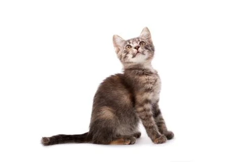 Young grey kitten Stock Photos