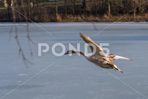 A young grey mute swan flying around over a frozen lake Stock Photos