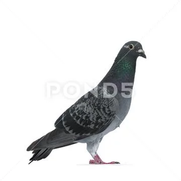 Young grey Racing Pigeon on white background Stock Photos